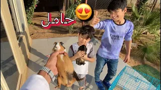 جبنا انثى وبر حامل    دندنها