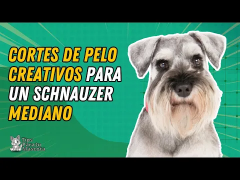 Download MP3 CORTES DE PELO PARA UN SCHNAUZER MEDIANO