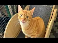 The BEST Thing I Did for My Indoor Cats - Showing Off my Omlet Catio