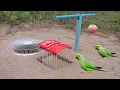 Download Lagu Easy Underground Parrot Trap Using PVC Pipe Cardboard And Apple Fruit_ Bird Trap Working 100% MP3