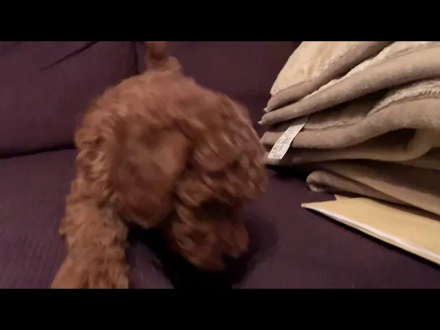 動画