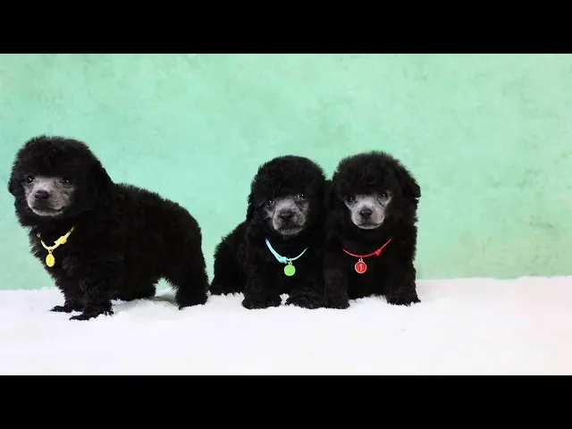 動画