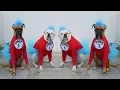 2017 Pet Costume Ideas 5