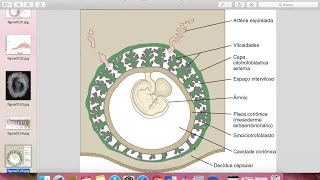 Embriologia - Placenta e membranas extraembrionarias