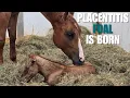 High Risk Mare Foals
