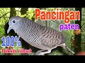 Download Lagu Perkutut lokal suara pancingan
