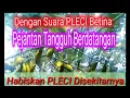 Download Lagu PIKAT - MEMIKAT BURUNG PLECI di Alam Liar Dapat Banyak Dengan Suara Pleci Betina Gacor