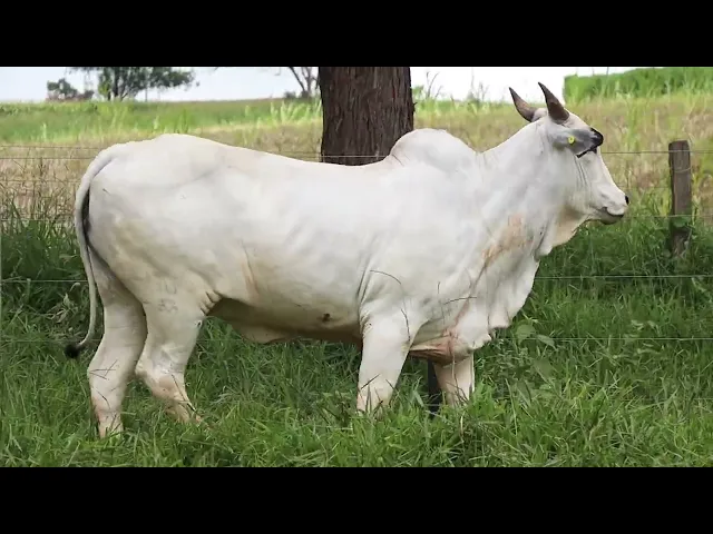 Novilha Nelore LMRZ - 58