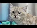 Download Lagu Grooming This Ragdoll Kitten Was a Full-Blown Comedy Special