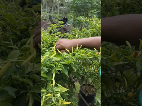 panen cabe