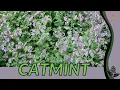 CATMINT herb in 1 minute Camint is not the same as Catnip History Growing Nutrition