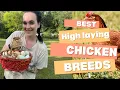 Chickens breeds that lay the MOST eggs