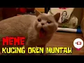 Download Lagu MEME KUCING OREN MUNTAH