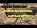 Lagu Suara Pikat Ayam Betina Memanggil Jantan