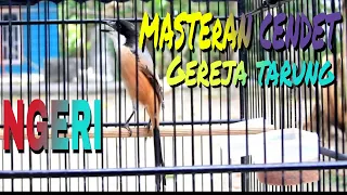 masteran cendet gereja tarung panjang u0026 besetan kolibri kelapa