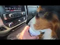 Dogg gets a Braum s pup cup