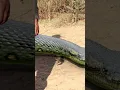 Download Lagu Anaconda Snake in Jungle - PART 6 🐍 #snake #shorts #python #snakes #nagin #anaconda #bigsnake