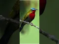 Download Lagu masteran dan pancingan kolibri merak suara jernih