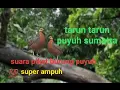 Download Lagu 💯%ampuh‼️suara pikat burung puyuh hutan asli dari alam liar(tarun tarun)