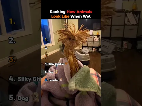 Ranking How Animals Looklike When Wet