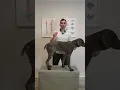 Download Lagu Do Not Pick Your Dog Up Like This
