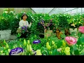 Lagu Harvest Lisianthus Flowers To Sell At The Market, Build A Trellis For The Javanese Grass Jelly Vine