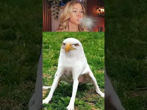 Try Not To Laugh Challenge 880