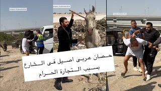 حصان عربى اصيل فى الشارع بسبب التجارة الحرام دندنها