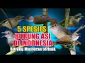 Download Lagu 5 JENIS BURUNG ASI DI INDONESIA, BURUNG MASTERAN MURAI BATU TERBAIK NGALAHIN CUCAK CUNGKOK