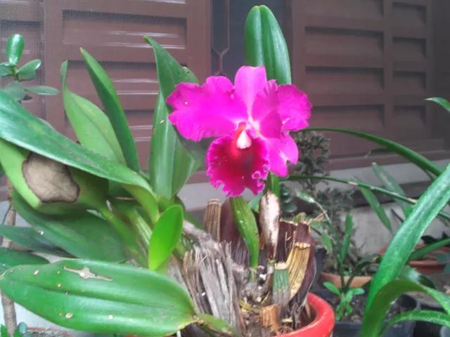 ORQUÍDEA CATTLEYA ROXA (CATTLEYA LABIATA)
