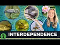 Interactions in an Ecosystem Interdependence