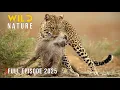 Download Lagu KRUGER HUNT | Clash of Apex Predators #wildanimals | Wild Nature