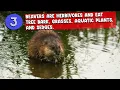 What Do Beavers Eat