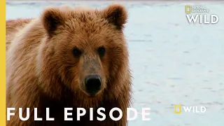 Grizzly Battleground Full Episode Alaska S Grizzly Gauntlet 