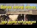 Lagu БОГОЗ СИГИР КИДИРГАНЛАРГА 29 декабр