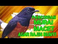Download Lagu PANCINGAN MURAI MACET AGAR NYAUT RAJIN BUNYI❗ MURAI GACOR❗❗