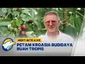 Petani Kroasia Menembus Batas Iklim, Tanaman Teropis Tumbuh di Jantung Eropa - [Meet Nite Live]