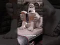 Download Lagu Wallace \u0026 Gromit Hidden Details YOU Missed 🎬🧀 #film #movie #animation #cinema