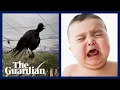 Download Lagu Burung Lyrebird di Australia dengan sempurna meniru tangisan bayi