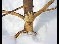 Why you WANT rabbits to eat the bark on your fruit trees in the winter - Permaculture Manitoba