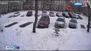 Левый Берег атакует стая бродячих собак