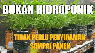 Download Cara Menanam Kangkung Dalam Botol Tidak Perlu Penyiraman Lagi  Sampai Panen | Urban Farming MP3