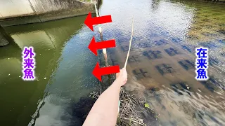 マーシーがブチ切れの釣り方を発明した
