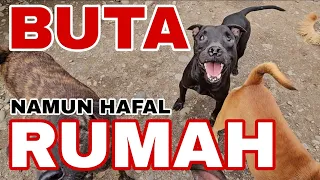 Buta Tapi Mandiri: Kisah Melly, Pitbull yang Ditemukan Saat Banjir