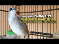 Download Lagu Trucuk BETINA memanggil Jantan Suara Birahi Ngecuplik 100% pancingan trucukan gacor agar BUNYI EMOSI
