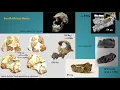Download Lagu Human Evolution in southern Africa: insights from Drimolen Cave and Amanzi Springs