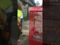 Download Lagu masteran pentet kunti sambung gereja petir ,dijamin burung nada nyaut.
