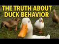 The Truth About Duck Behavior - What Your Flock Isn t Telling You