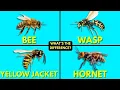 What s The Difference Between Bees Wasps Yellow Jackets and Hornets