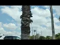 DIA DE SUPERMERCADO PUBLIX EN HIALEAH 5